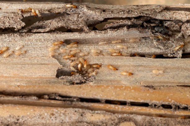 Bird Control in Osgood, IN
